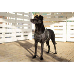 Спасённая со стройки Альма нуждается в любящих хозяевах!