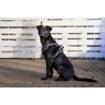 Спасённая со стройки Альма нуждается в любящих хозяевах!