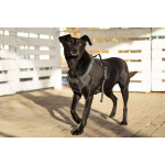 Спасённая со стройки Альма нуждается в любящих хозяевах!