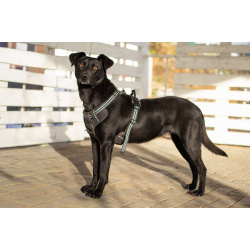 Спасённая со стройки Альма нуждается в любящих хозяевах!