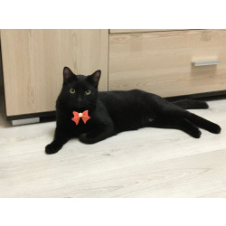 Молодой ласковый котик