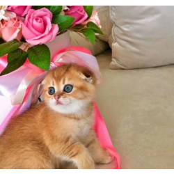 Золотая Шиншилла( +79009055526 Вотcaп)