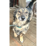 Маленький собачонок, совсем крошка на коротких лапках