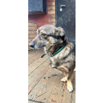 Маленький собачонок, совсем крошка на коротких лапках