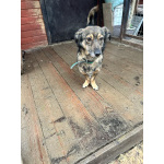 Маленький собачонок, совсем крошка на коротких лапках