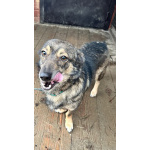 Маленький собачонок, совсем крошка на коротких лапках