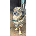 Маленький собачонок, совсем крошка на коротких лапках