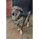 Маленький собачонок, совсем крошка на коротких лапках