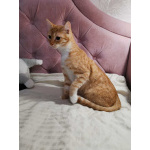 Молоденькая рыжая Злата ищет дом!