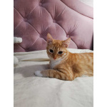 Молоденькая рыжая Злата ищет дом!