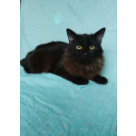 Ищет дом замечательный котик Бруно!