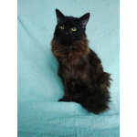 Ищет дом замечательный котик Бруно!