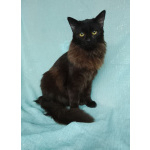 Ищет дом замечательный котик Бруно!