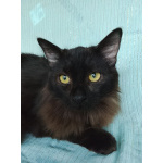 Ищет дом замечательный котик Бруно!