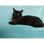 Ищет дом замечательный котик Бруно!