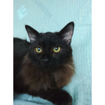 Ищет дом замечательный котик Бруно!