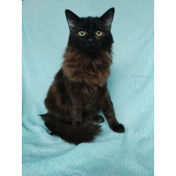 Ищет дом замечательный котик Бруно!