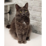 Красавица Мушка ищет дом