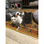 Красавица Мушка ищет дом