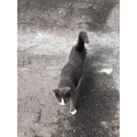 Дымок и Анечка ищут дом