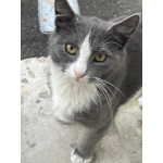 Дымок и Анечка ищут дом