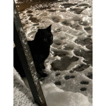 Черничка ищет дом