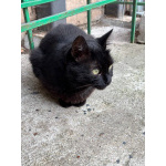 Черничка ищет дом