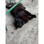 Черничка ищет дом