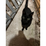 Черничка ищет дом