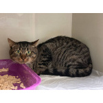 Честер ищет дом