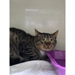 Честер ищет дом