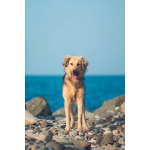 Малышка с чудесным характером ищет семью.