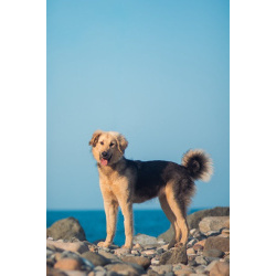 Малышка с чудесным характером ищет семью.