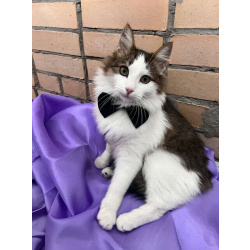 Ласковый котик Рон ищет семью!