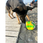 Молодая овчарка Вита в добрые руки!