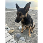 Молодая овчарка Вита в добрые руки!