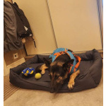 Молодая овчарка Вита в добрые руки!