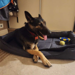 Молодая овчарка Вита в добрые руки!