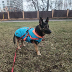 Молодая овчарка Вита в добрые руки!