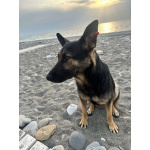 Молодая овчарка Вита в добрые руки!