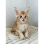 Мейн-кун котенок DS