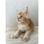 Мейн-кун котенок DS