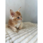 Мейн-кун котенок DS