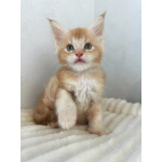Мейн-кун котенок DS