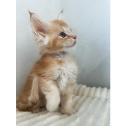 Мейн-кун котенок DS