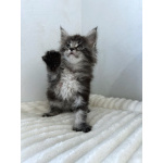 Мейн-кун котенок NS