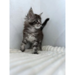 Мейн-кун котенок NS