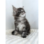 Мейн-кун котенок NS