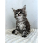 Мейн-кун котенок NS