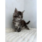 Мейн-кун котенок NS